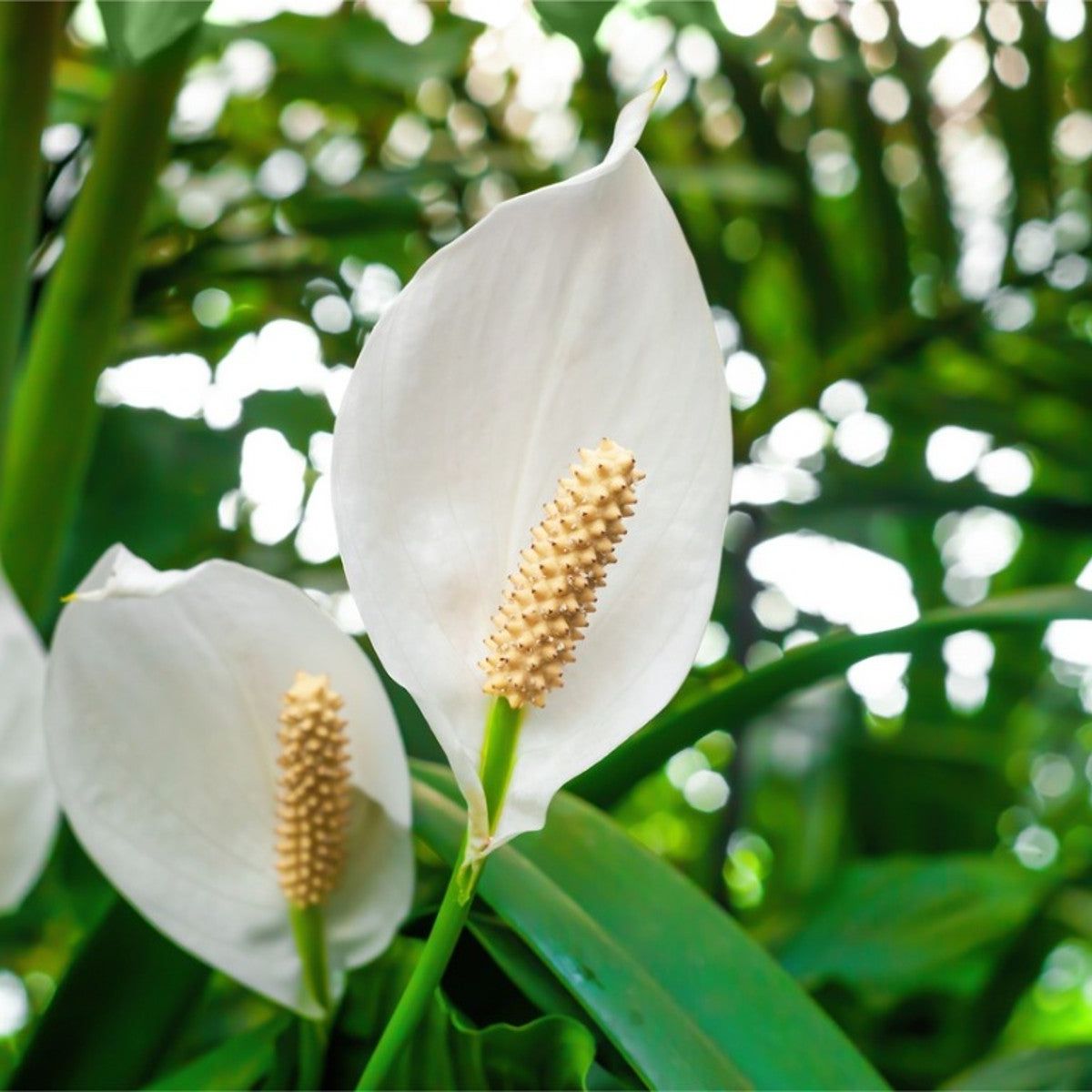 Indoor Peace Lily: Growing A Peace Lily Plant | Gardening Know How, image size:1200x1200