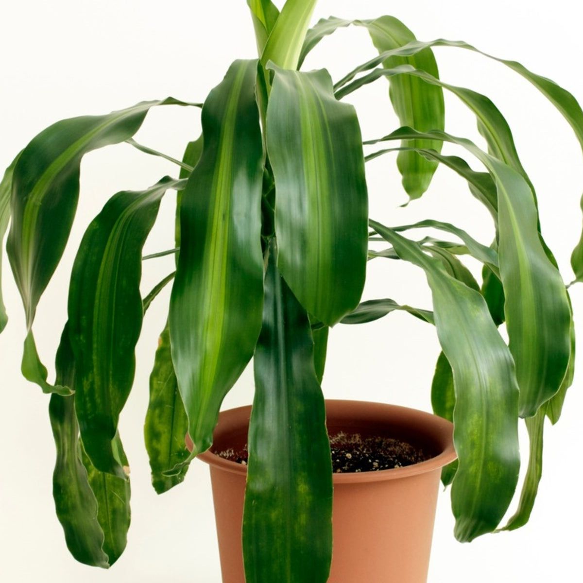 live indoor hanging plants Spider Plant Hanging Basket: Pet Friendly Live Plant - (6” Pot) – Easy –  Altman Plants main image 0
