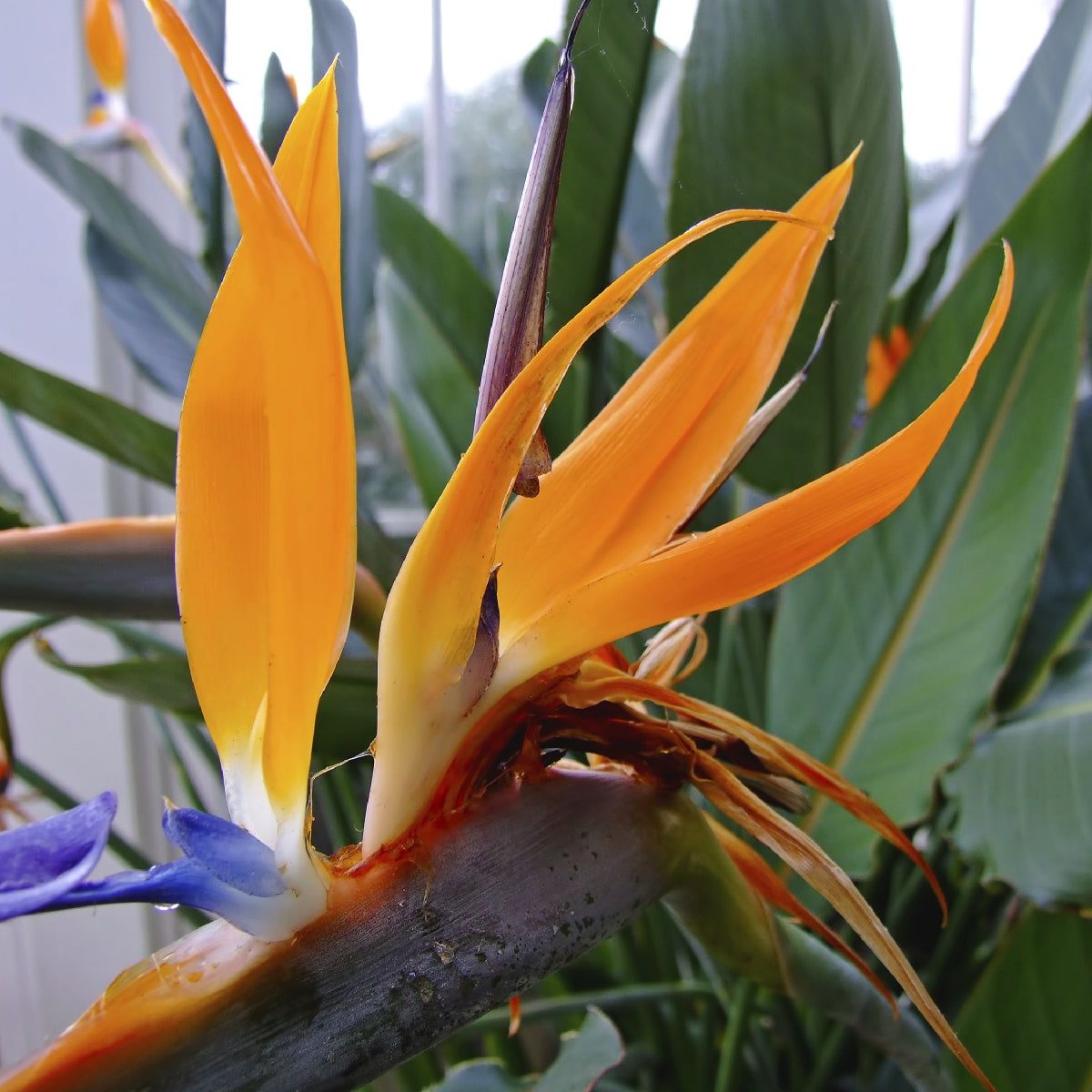 strelitzia nicolai berlin Strelitzia nicolai main image 0