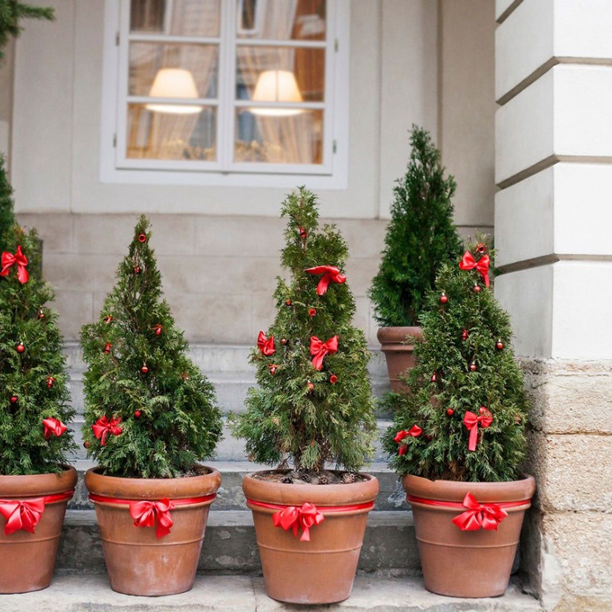 Cold Hardy Patio Plants: Container Plants For Patios In Winter | Gardening  Know How
