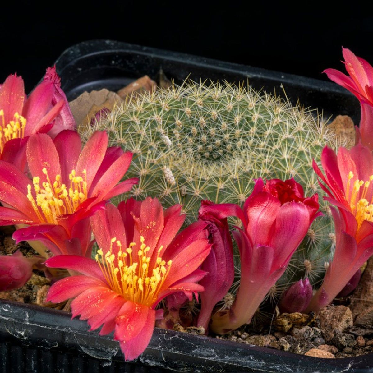 Rebutia Orange Snowball Info: Learn About Orange Snowball Plant Care |  Gardening Know How