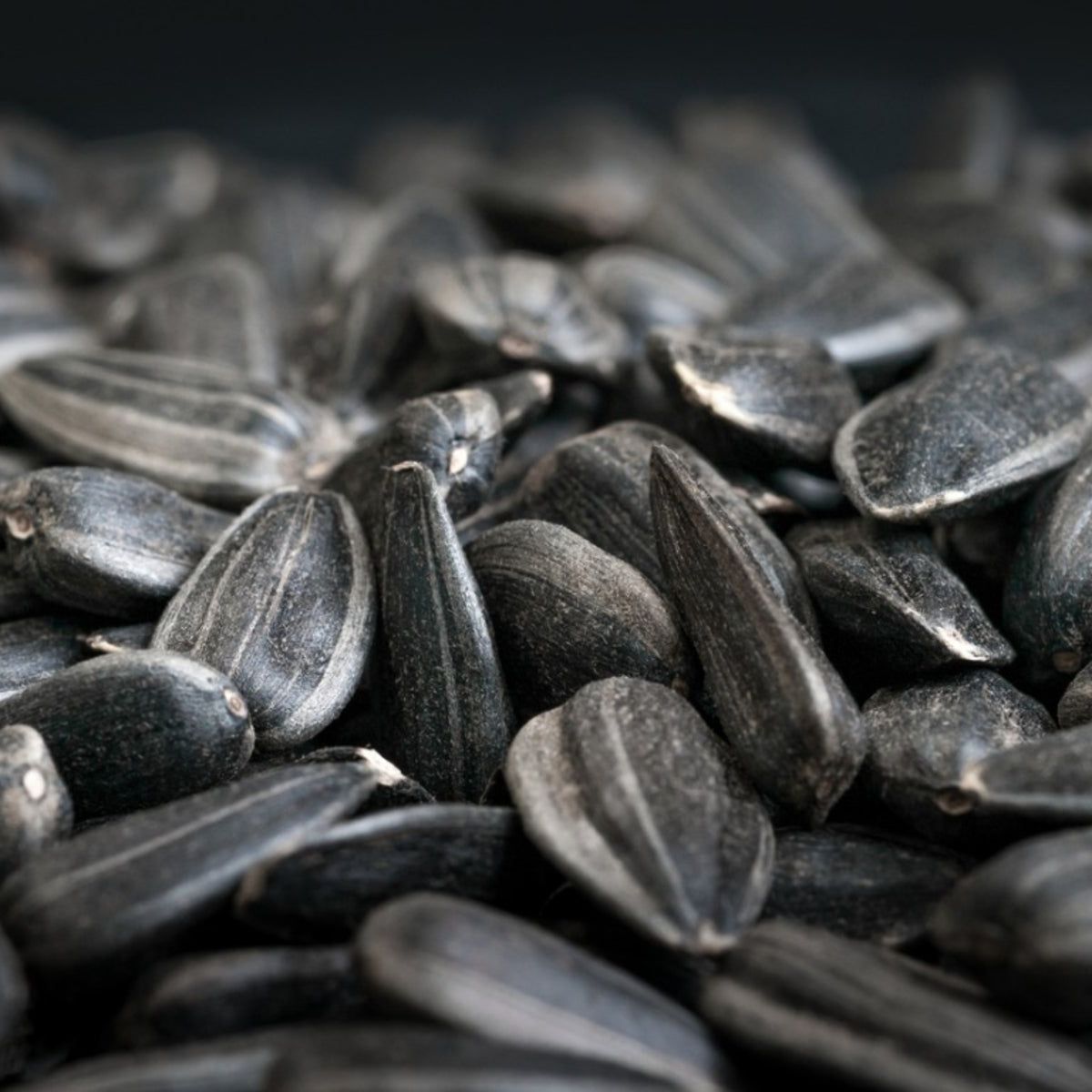 Information About Black Oil Sunflower Seeds And Black Seed Sunflower Plants  | Gardening Know How