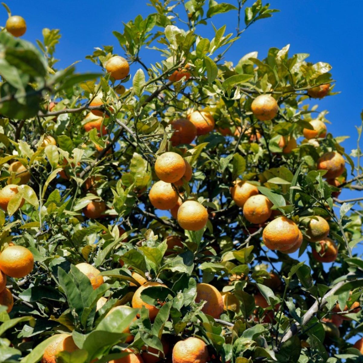 Care Of Hardy Citrus - Growing Citrus Trees In Cold Climates