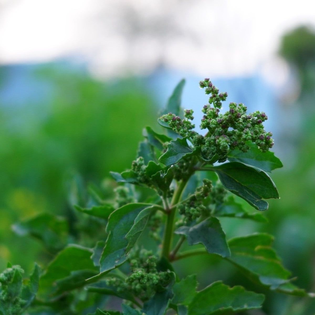 Nettleleaf Goosefoot Identification - Tips On Controlling Nettleleaf  Goosefoot Weeds | Gardening Know How