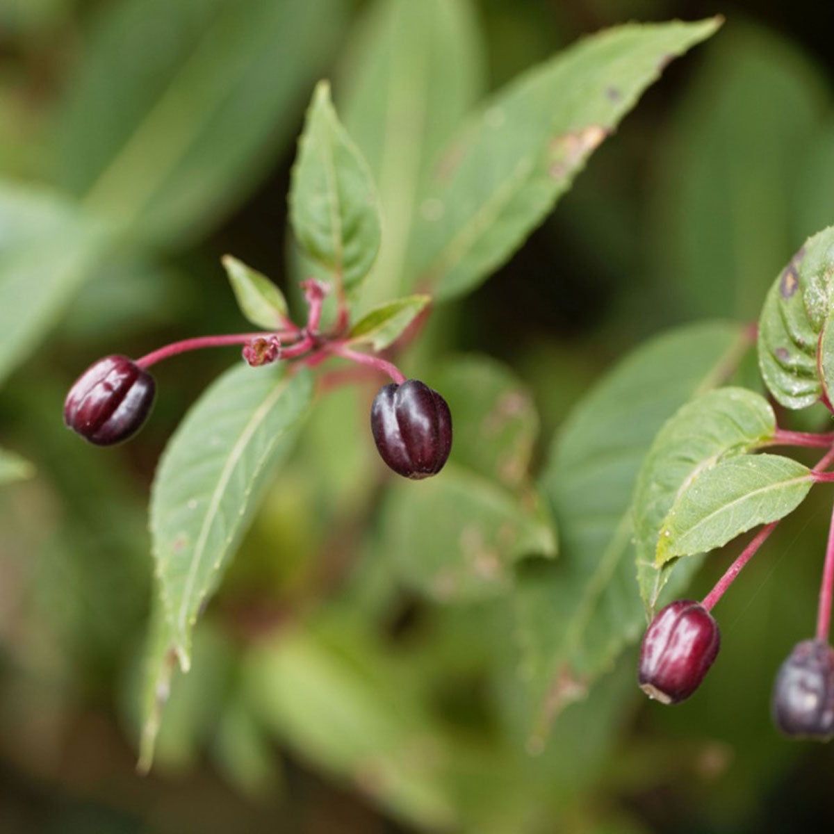 Fuchsia Seed Collecting - Learn About Saving And Growing Fuchsias From Seed  | Gardening Know How