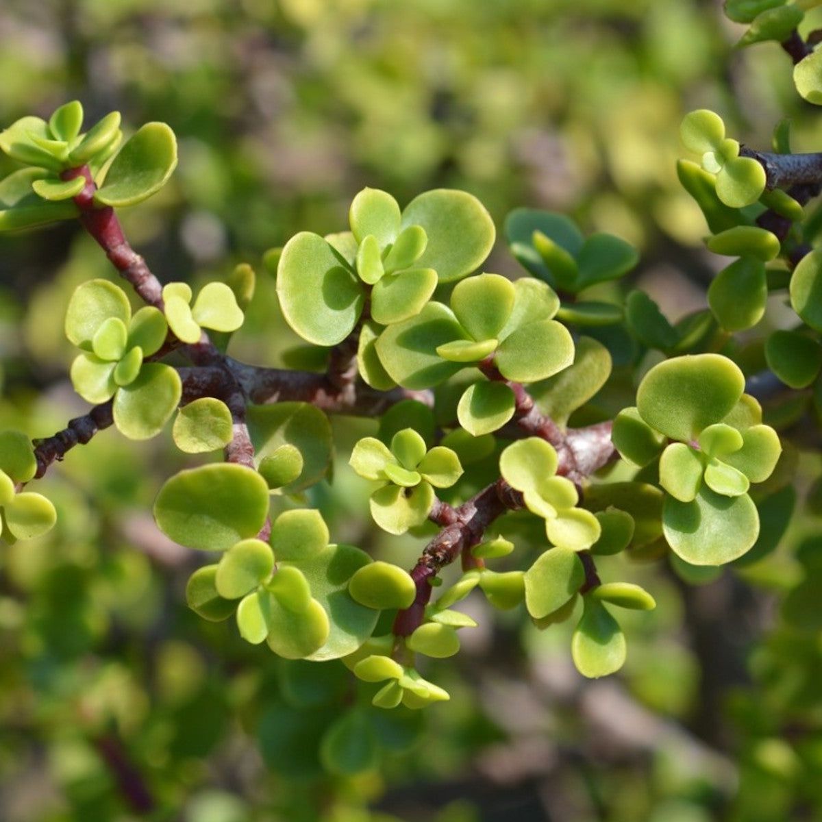Portulacaria Care - Growing Elephant Bush Succulents | Gardening Know How