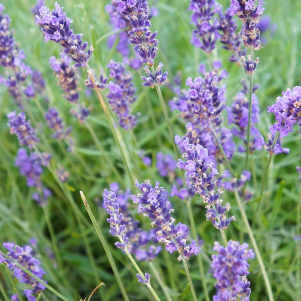 lavandin lavender plant Lavandin Essential Oil 30 ml