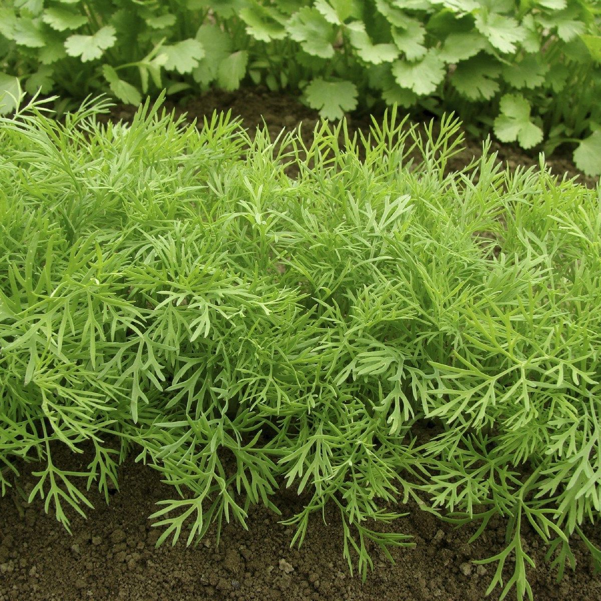 Dill Plant Pruning Tips: How To Make Dill Plants Bushy | Gardening Know How