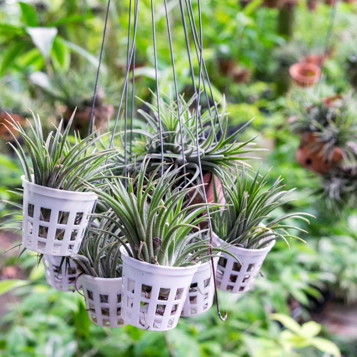 DIY Air Plant Holders  How To Make An Air Plant Holder | Gardening Know How