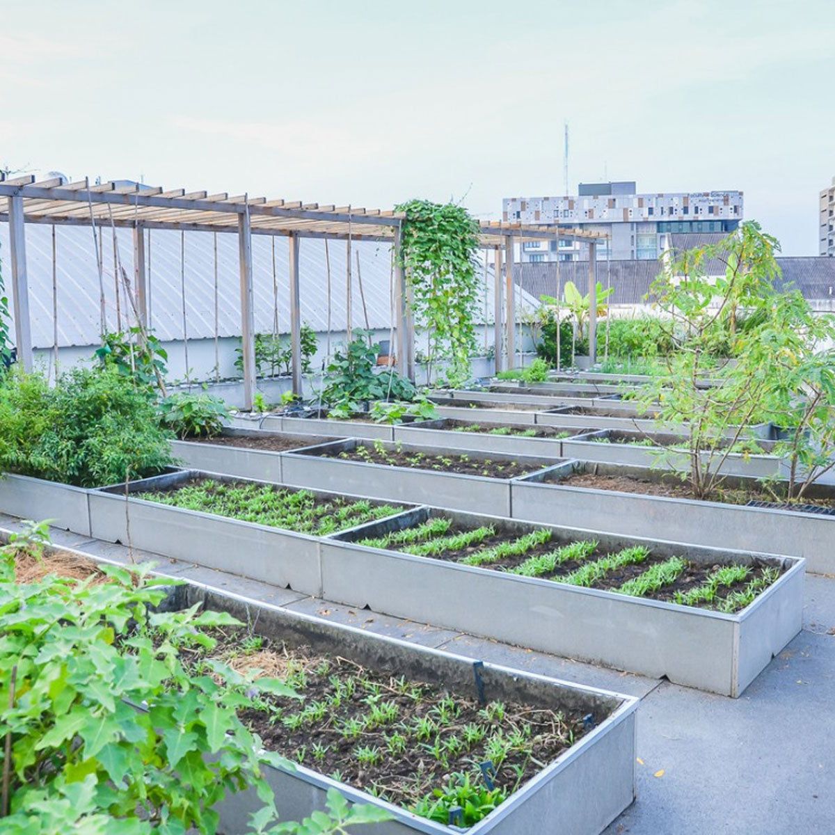 Roof Garden Design - How To Build A Rooftop Garden | Gardening Know How, image size:1200x1200