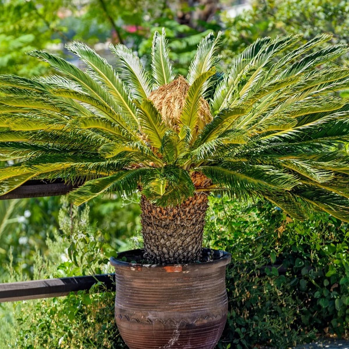 mexicanum philodendron Philo Mexicanum | Rare Tropical Indoor Plant