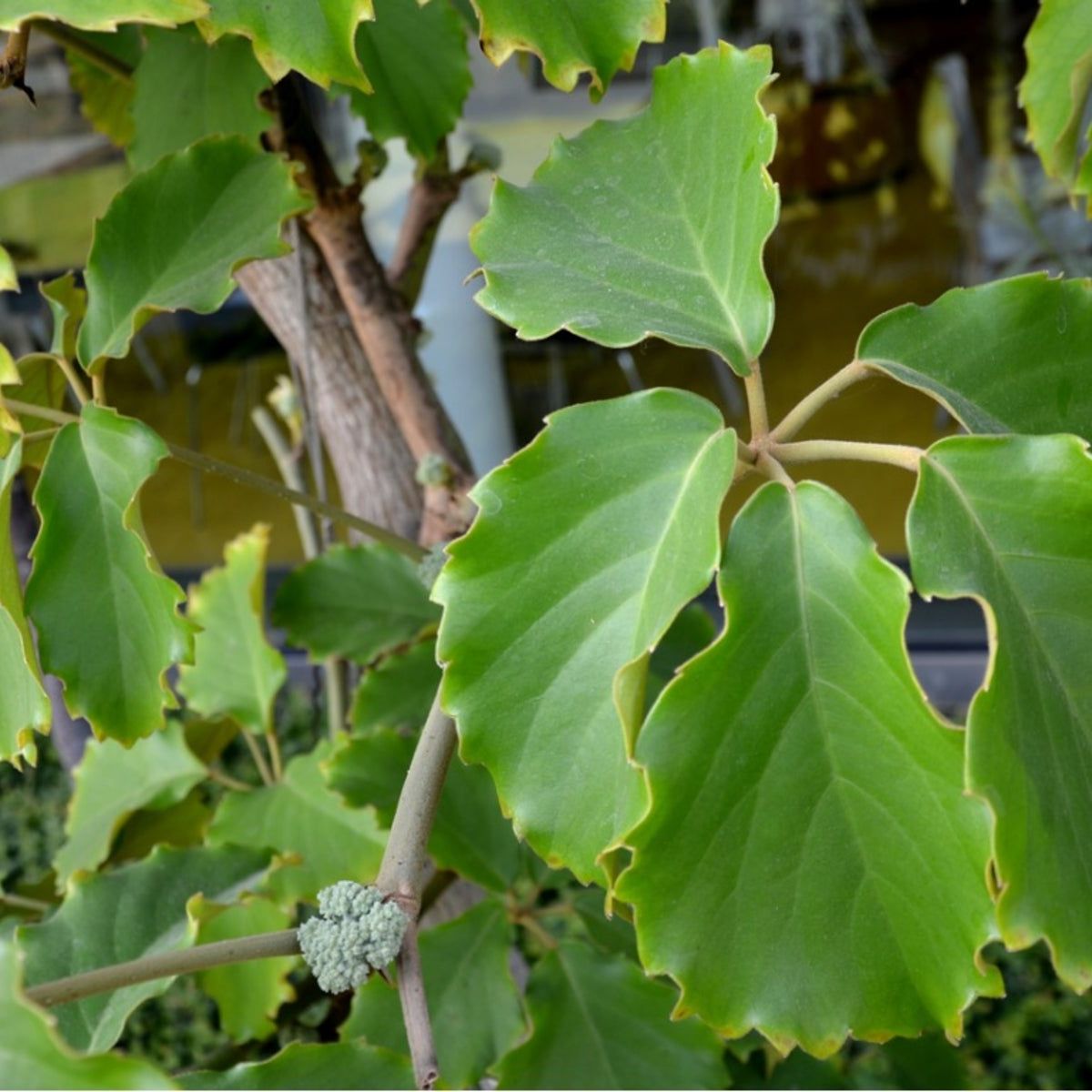 Chestnut Vine Houseplant - How To Grow Tetrastigma Chestnut Vines |  Gardening Know How