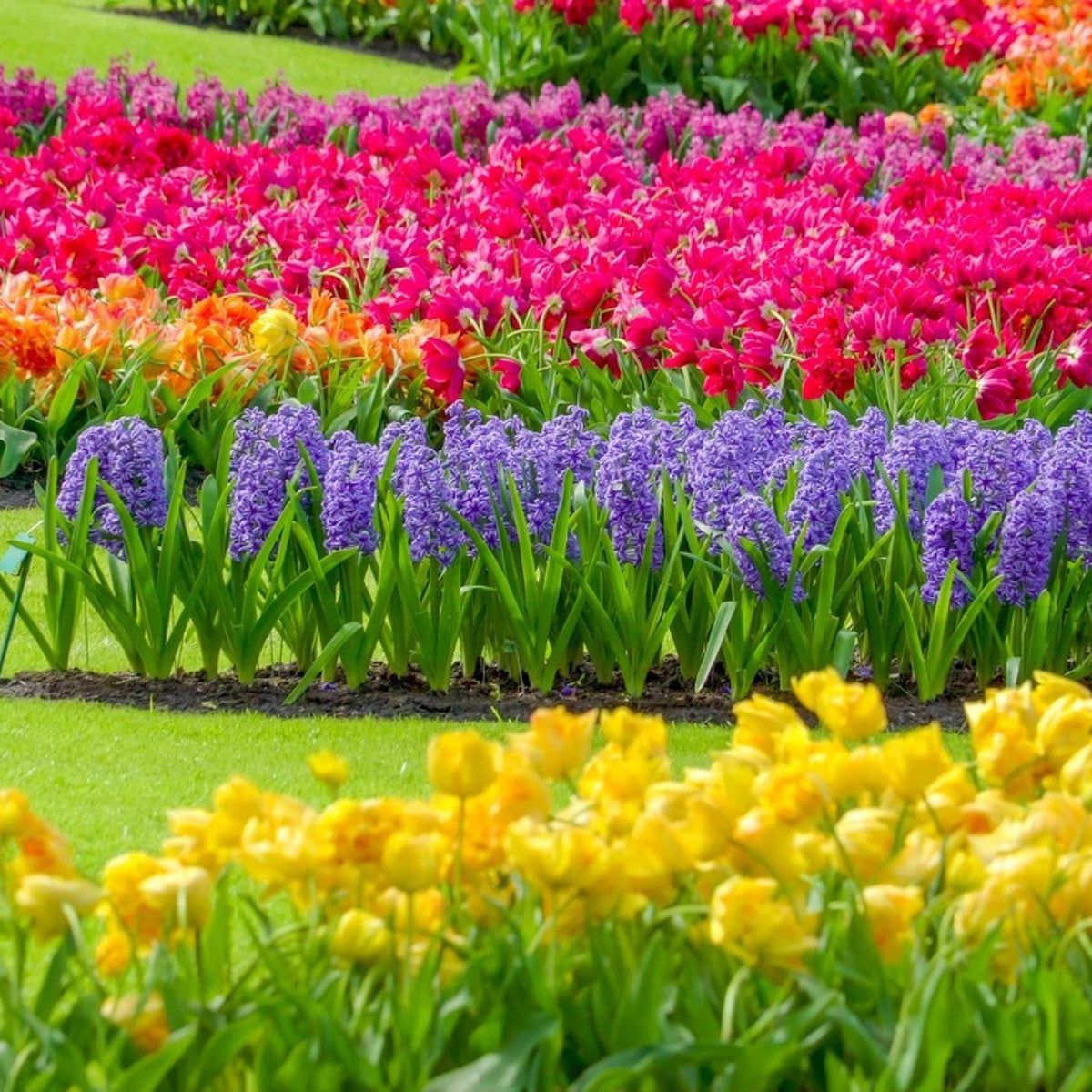 Why do you think plants have different colours?