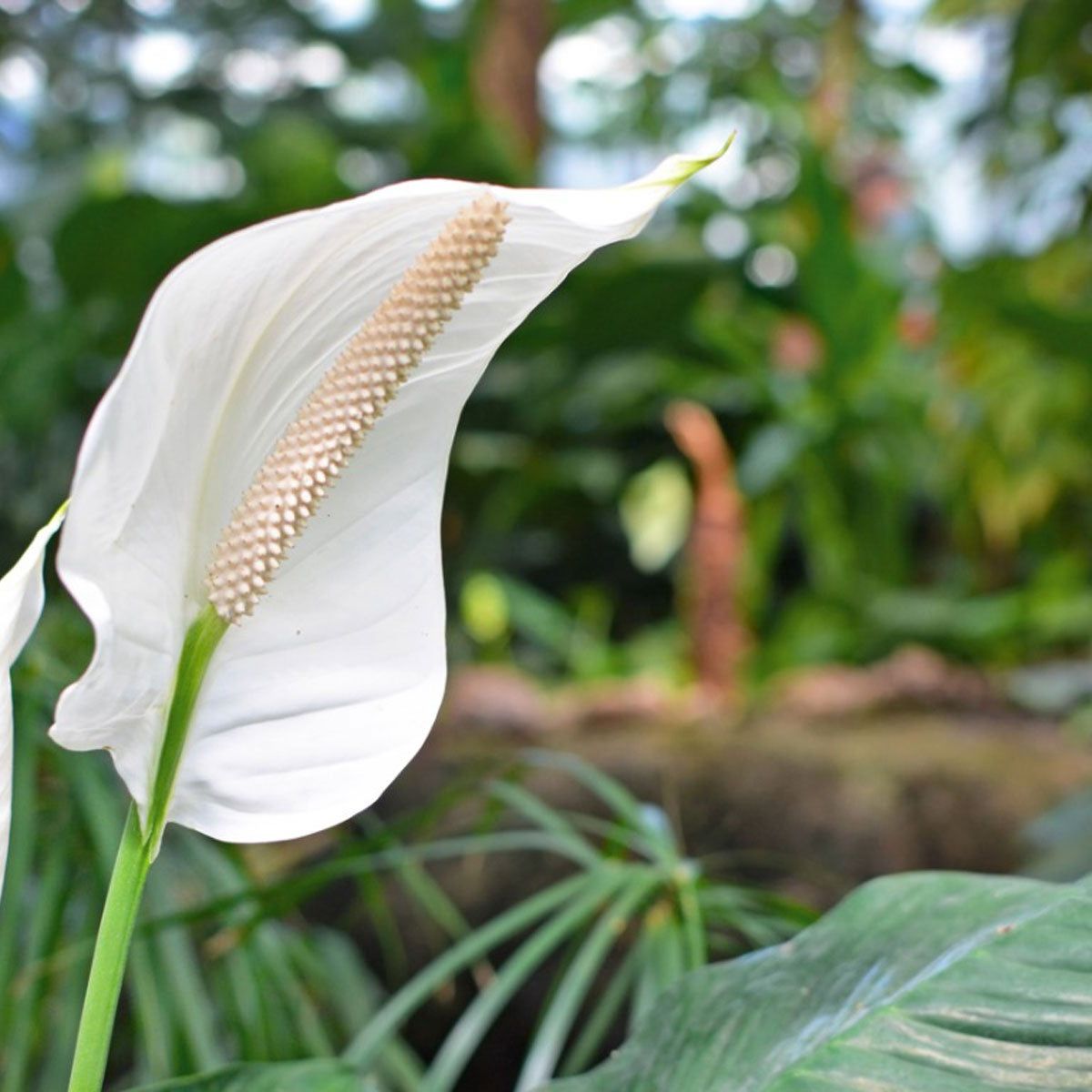 Peace Lily Fertilizer: What Is The Best Fertilizer For Peace Lilies |  Gardening Know How