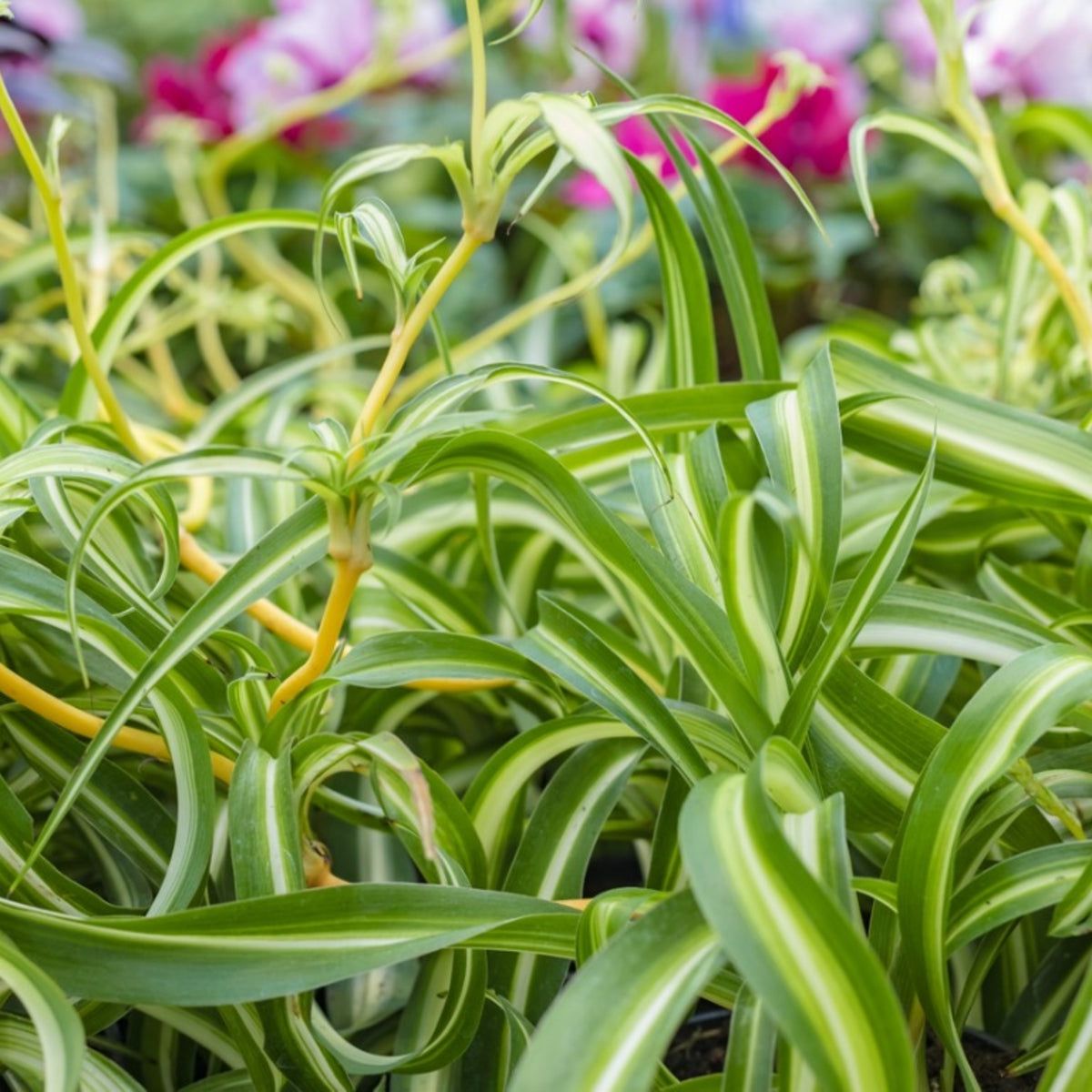 Trimming Spider Plant Leaves: How To Prune A Spider Plant | Gardening Know  How