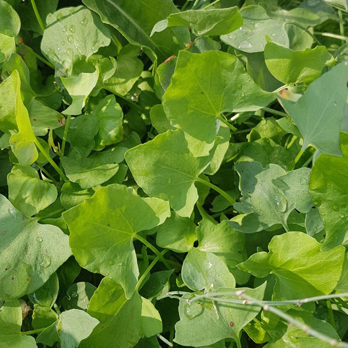What Is French Sorrel  Learn About French Sorrel Herb Plant Care And Uses  | Gardening Know How