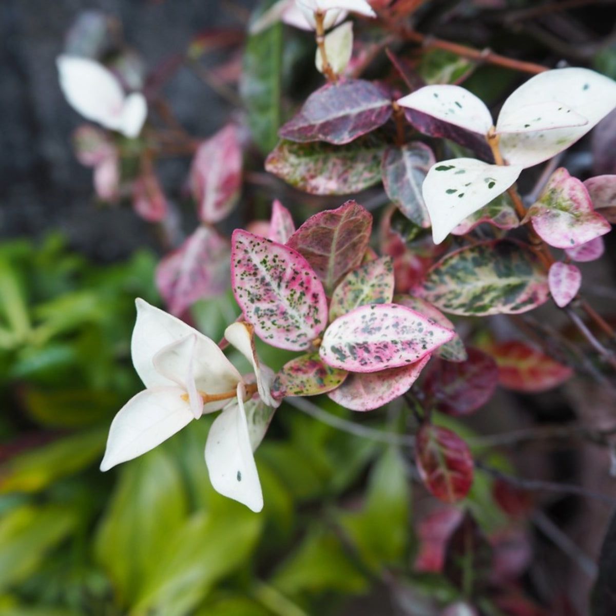 What Is Asian Jasmine: Learn How To Grow Asiatic Jasmine Plants | Gardening  Know How