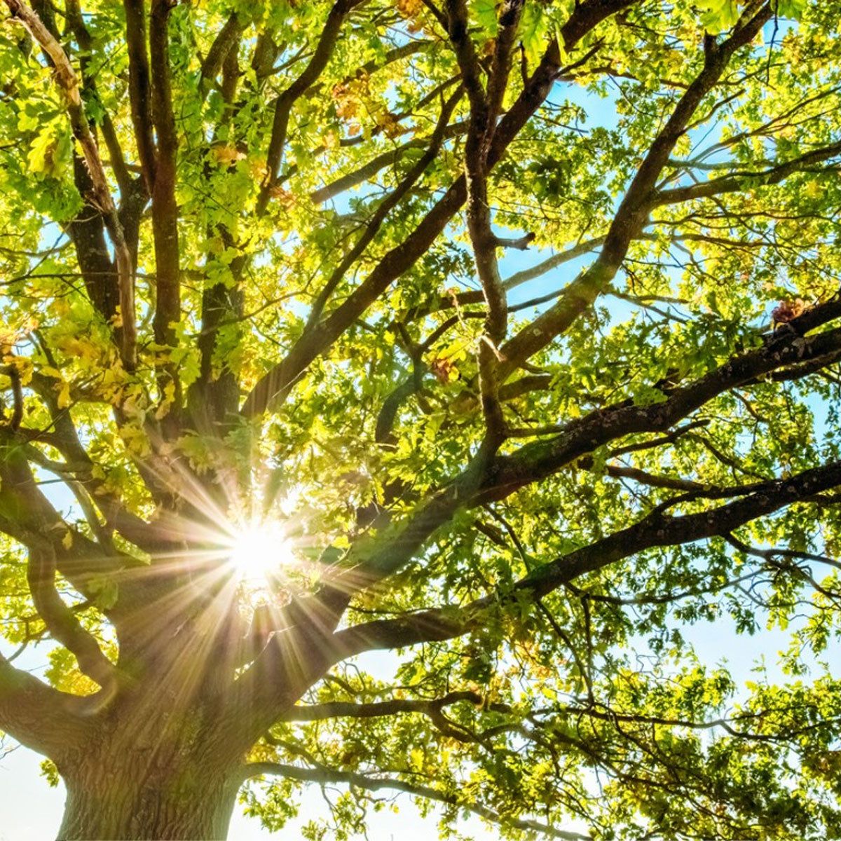 native villageネイティブビレッジShade of a tree Native Trees For Natural Shade | The Tree Center™