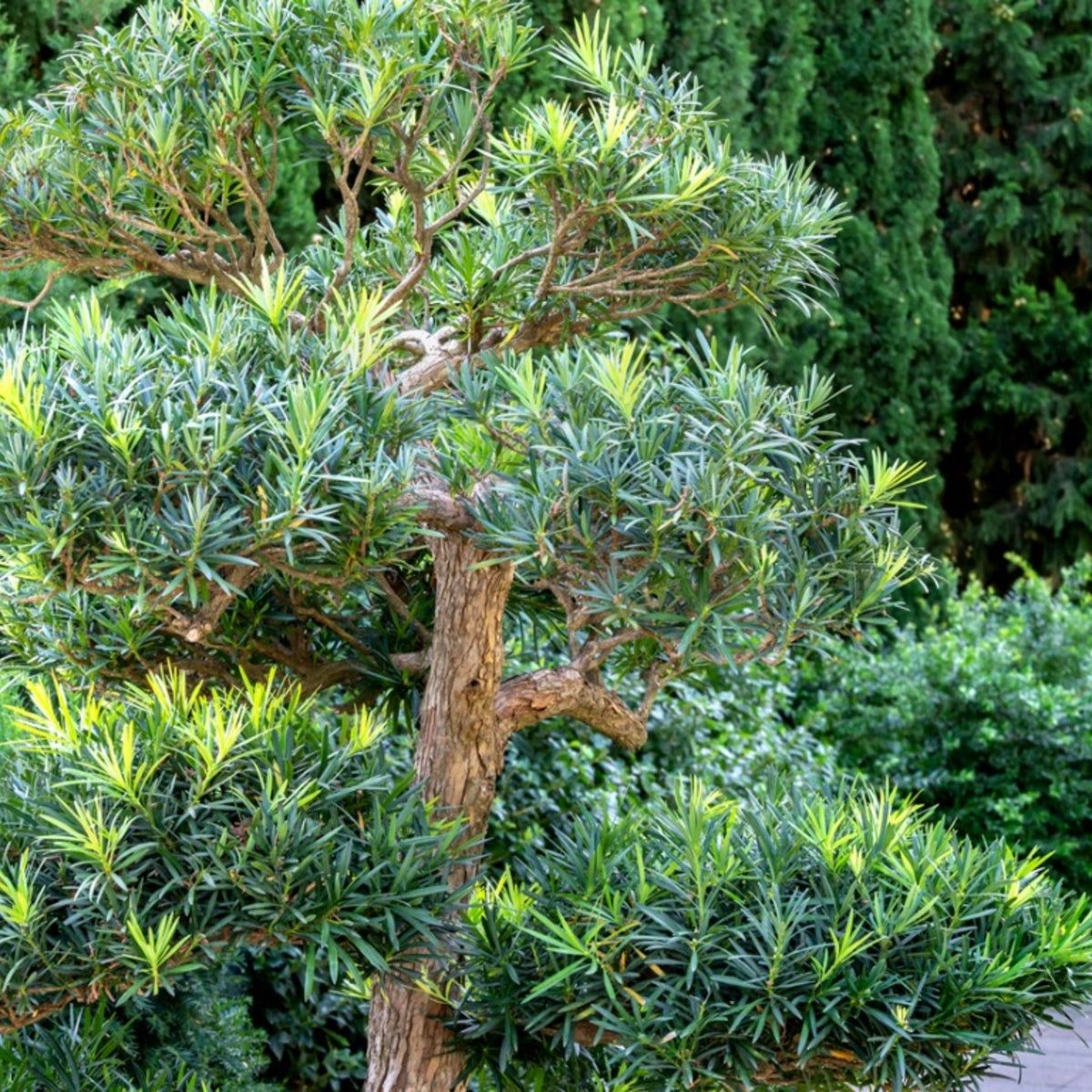Learn About Podocarpus Plants - Guide To Growing A Podocarpus Tree |  Gardening Know How