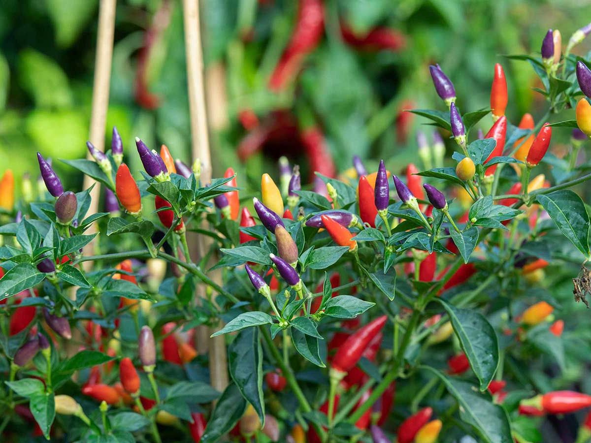 Types of chili peppers: the 10 best varieties to grow | Homes and Gardens