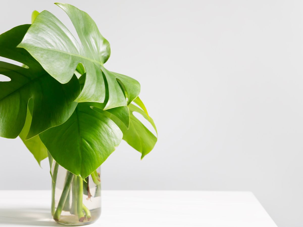 philodendron grey sticks Philodendron Silver Sword Trellis