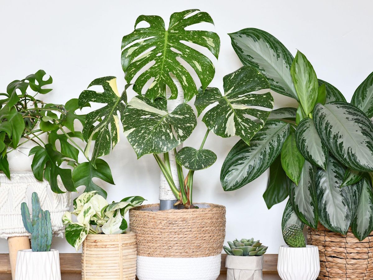 philodendron erubescens pink Philodendron erubescens, 