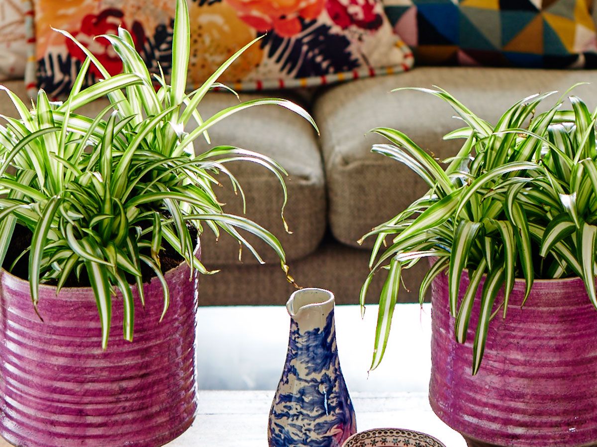 Can you grow spider plants in water? Experts reveal all | Homes and Gardens