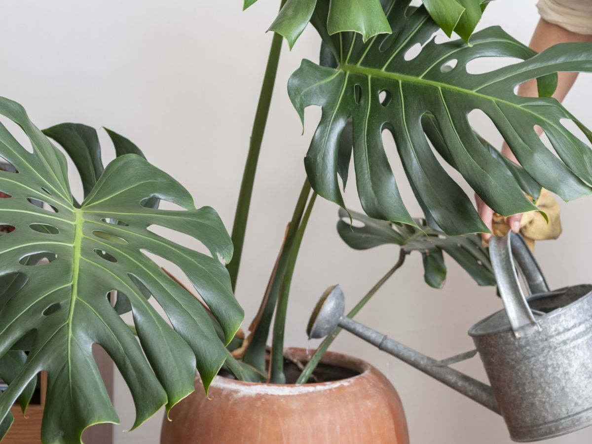 How to fertilize a monstera: Expert tips for feeding | Homes and Gardens