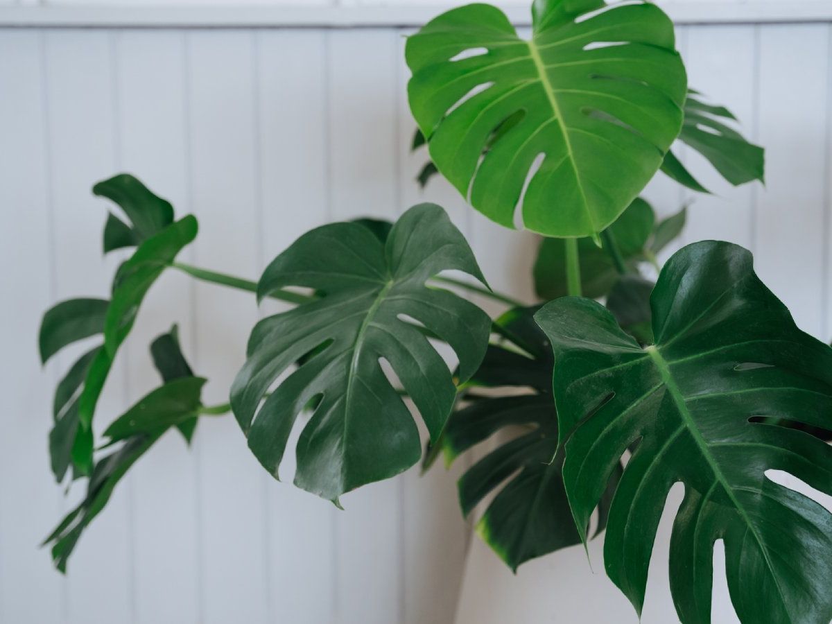 Exotic Monstera Varieties To Grow At Home | Gardening Know How