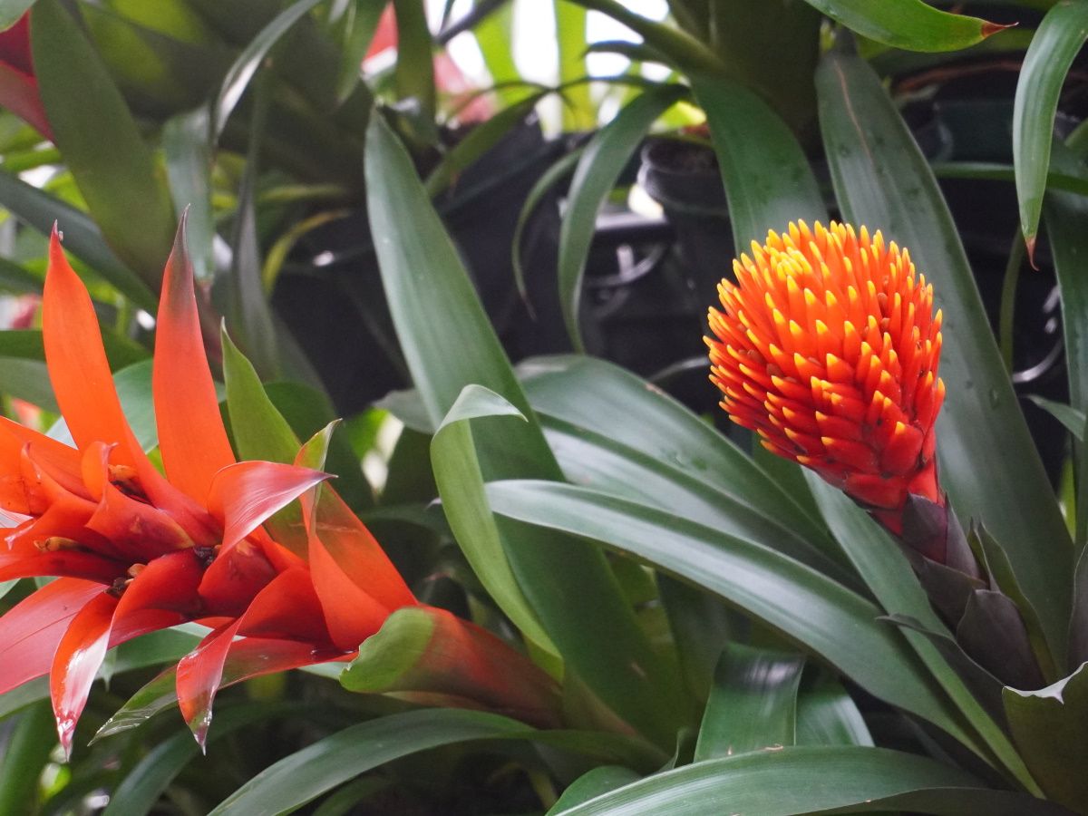 How to care for bromeliads after flowering | Homes and Gardens