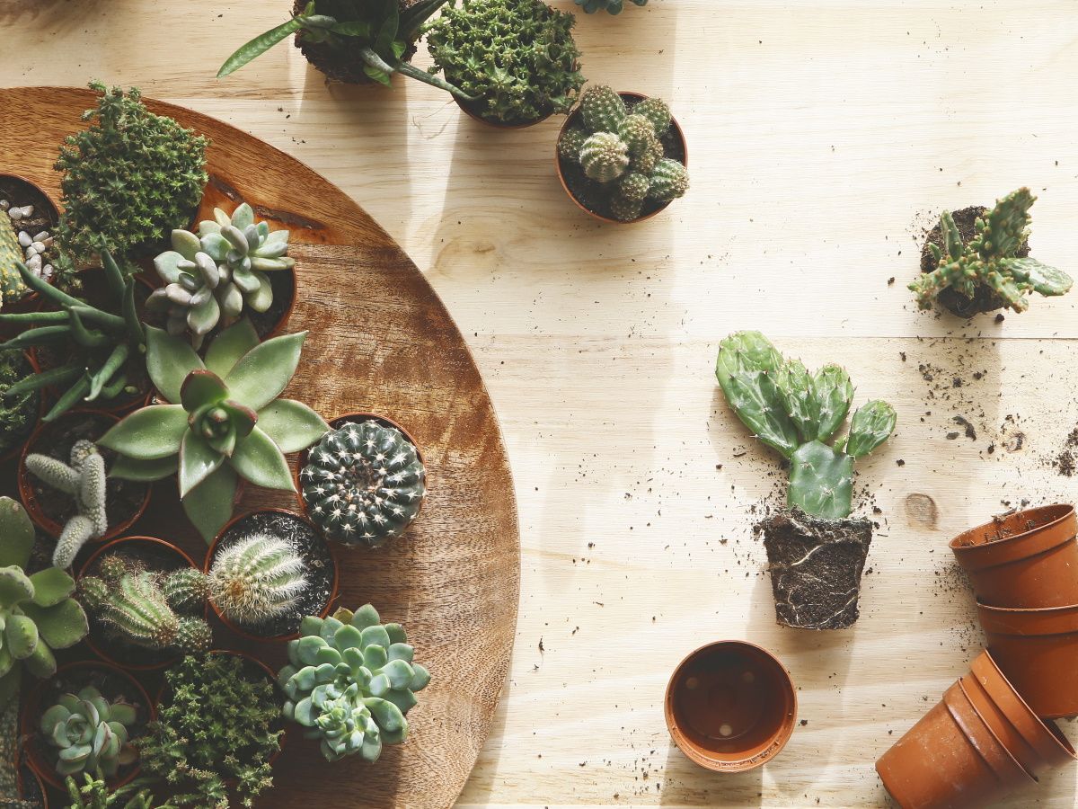 How to revive a succulent in 6 easy steps | Homes and Gardens