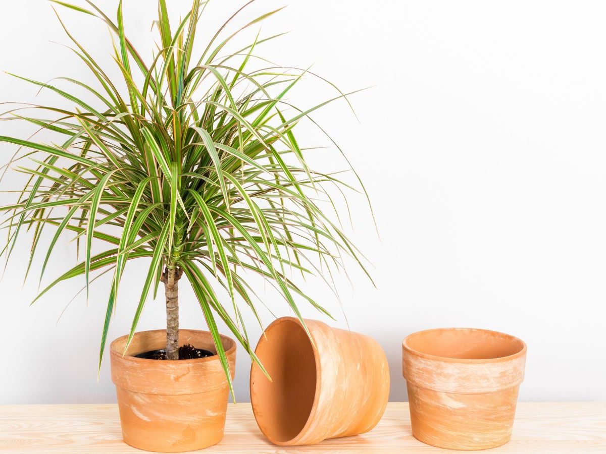 Why is my dragon tree drooping? 7 common causes and fixes | Homes and  Gardens