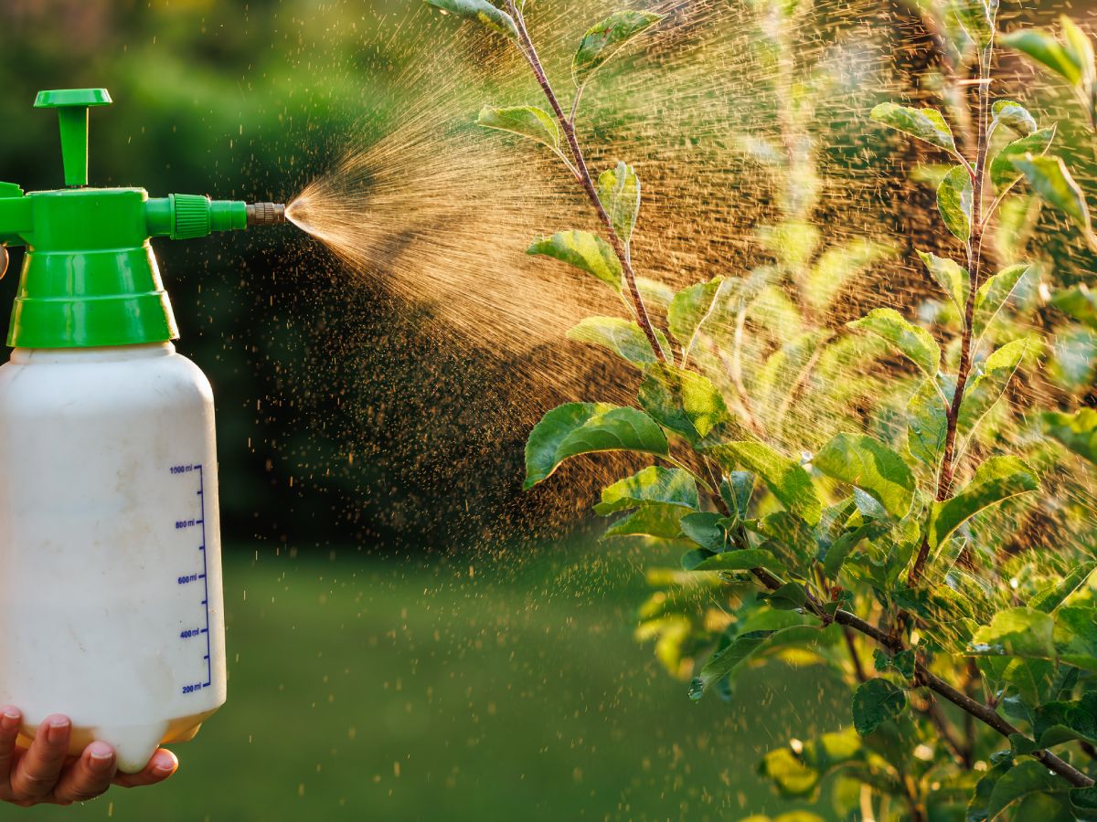 How To Use Insecticidal Soap: 3 Easy Ways To Make Your Own ...