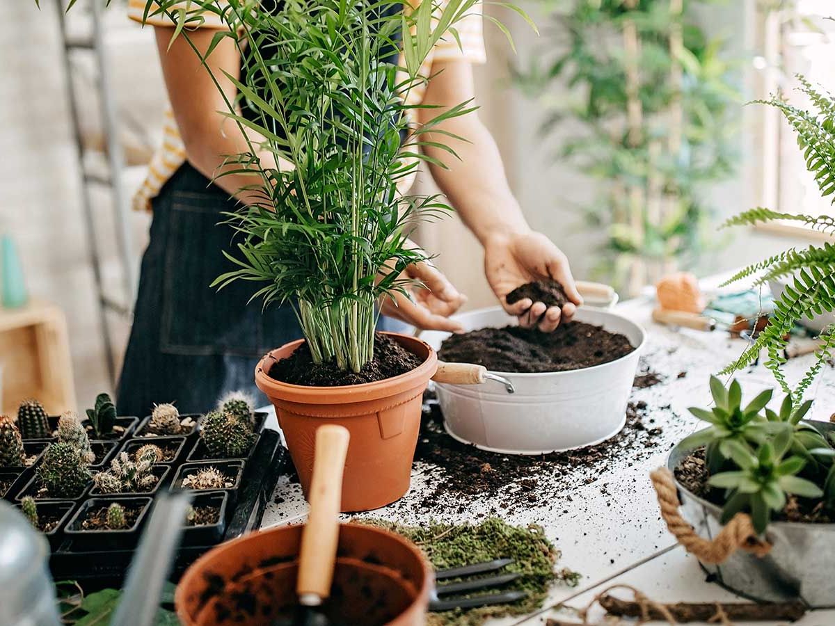 What is the best potting soil for indoor plants? | Homes and Gardens