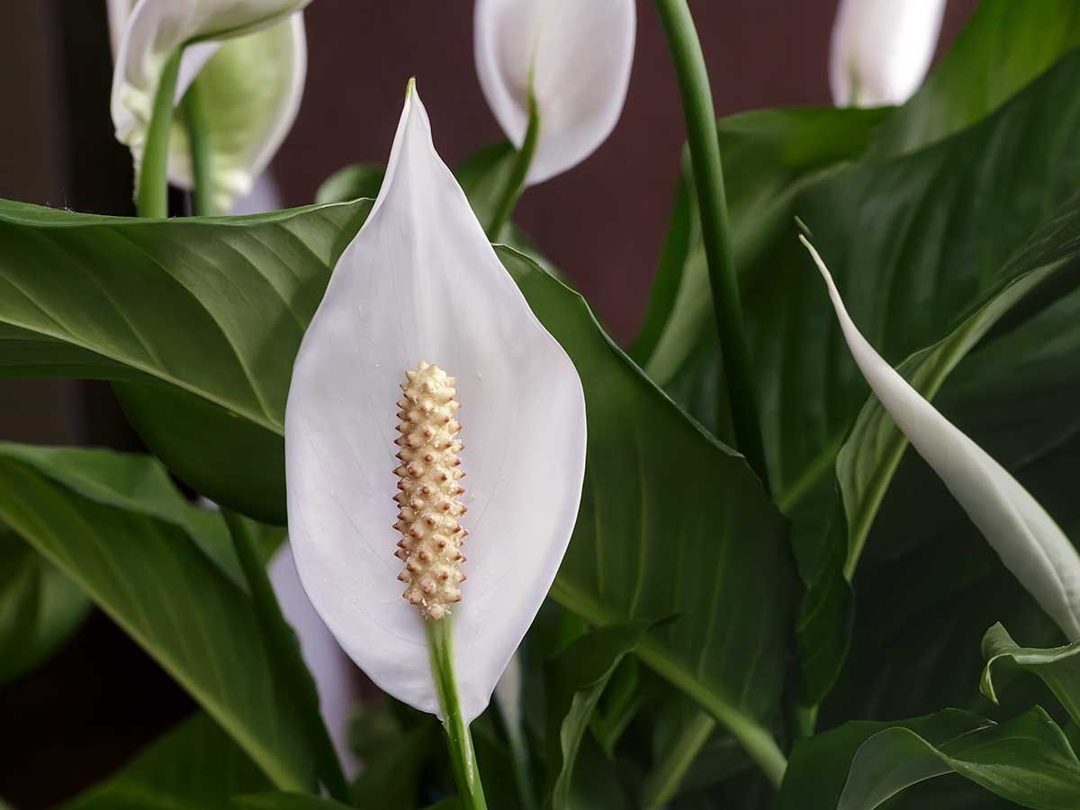 How to prune a peace lily: a quick and easy guide | Homes and Gardens