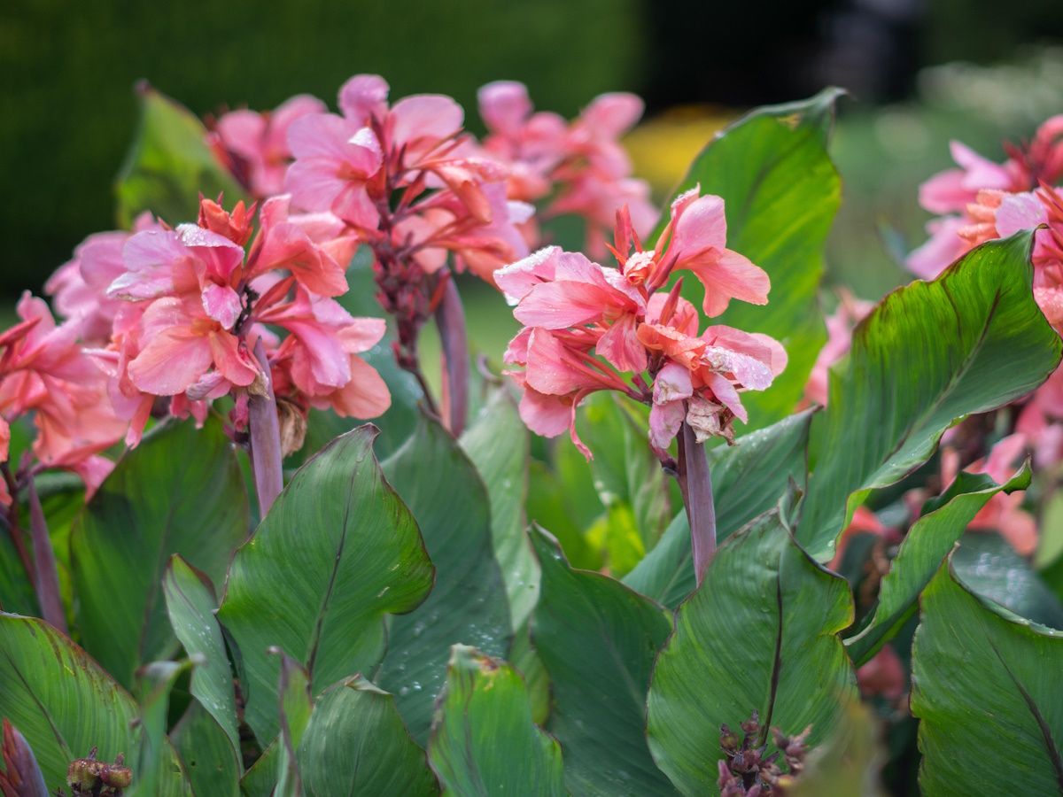 How to grow canna lilies: experts share their tips | Homes and Gardens