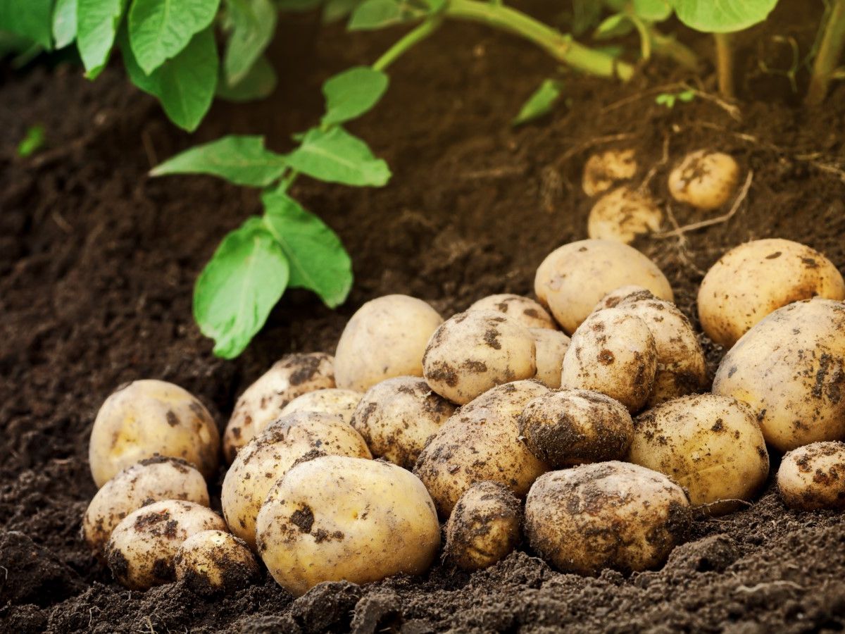 Pin On Types Of Potatoes