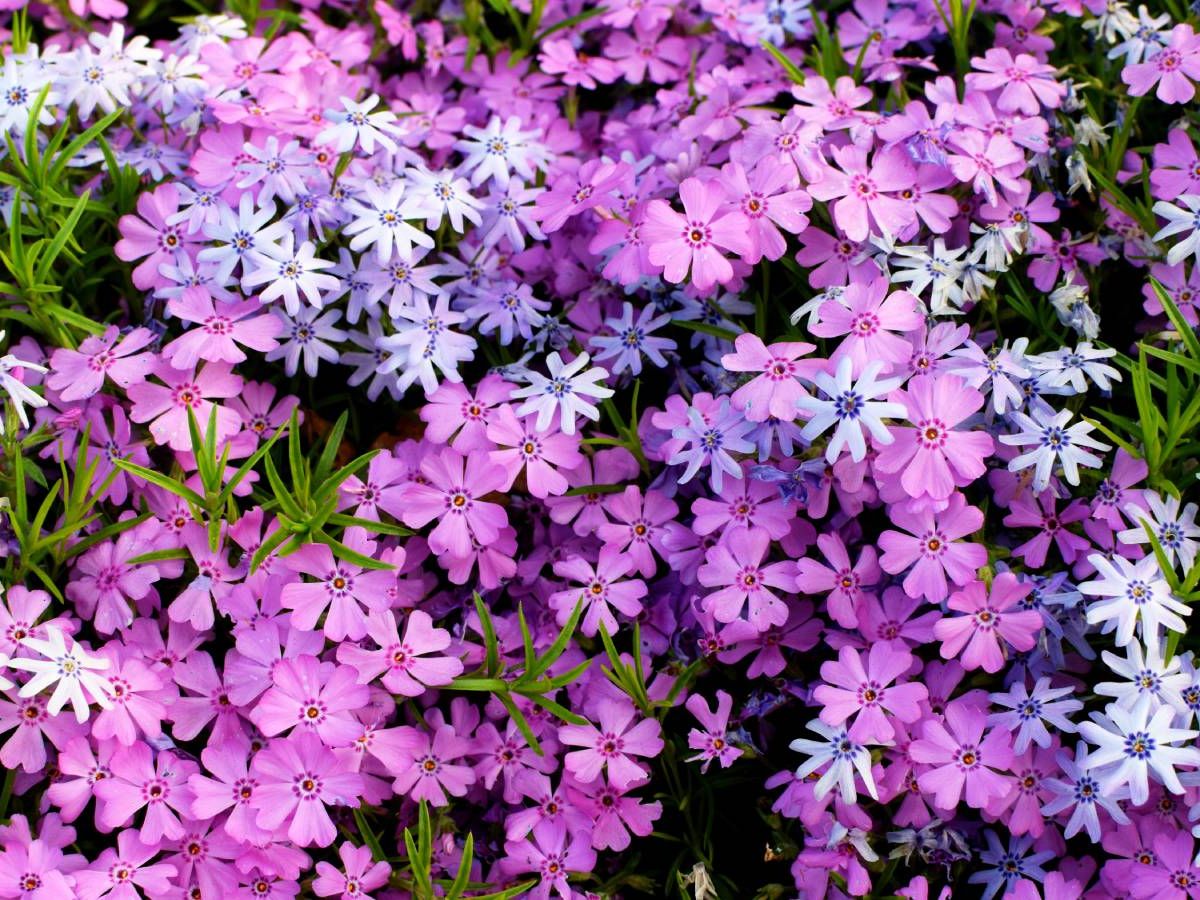 How To Care For Creeping Phlox For Cheery Blooms Each Spring | Gardening Know How