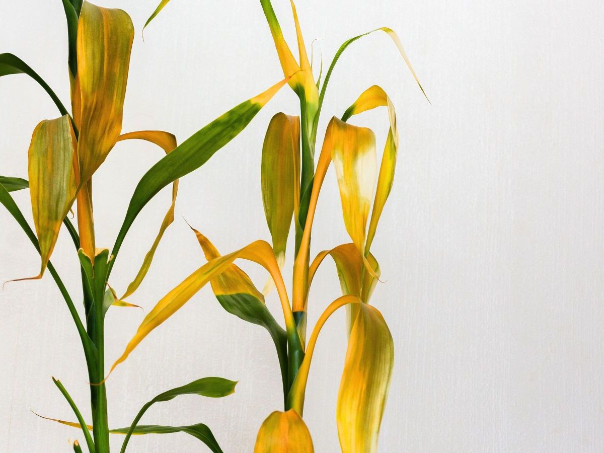 sansevieria golden hahnii Sansveria Golden Hahnii (Snake Plant) – Plumpy Succulents main image 0