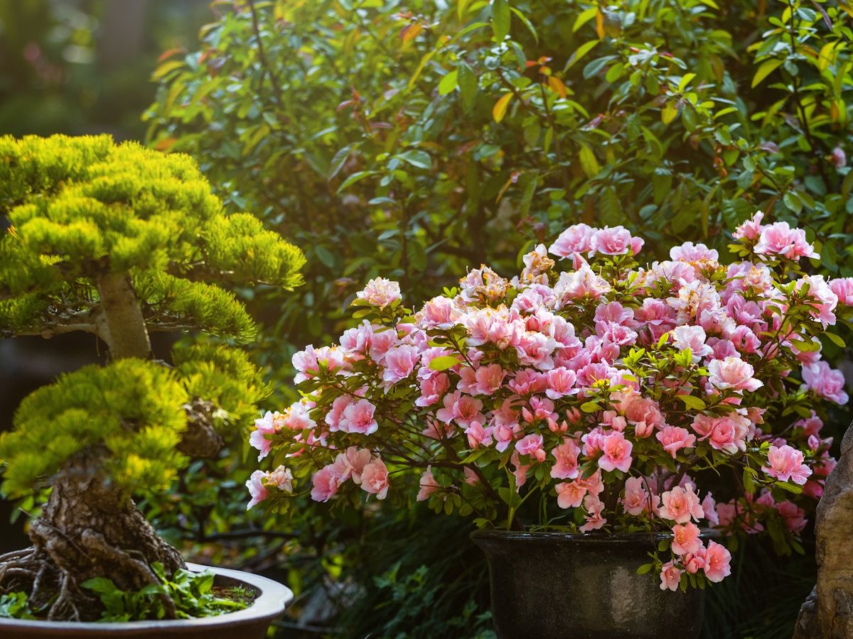 How to grow camellias in pots: for winter blooming shrubs | Homes and  Gardens
