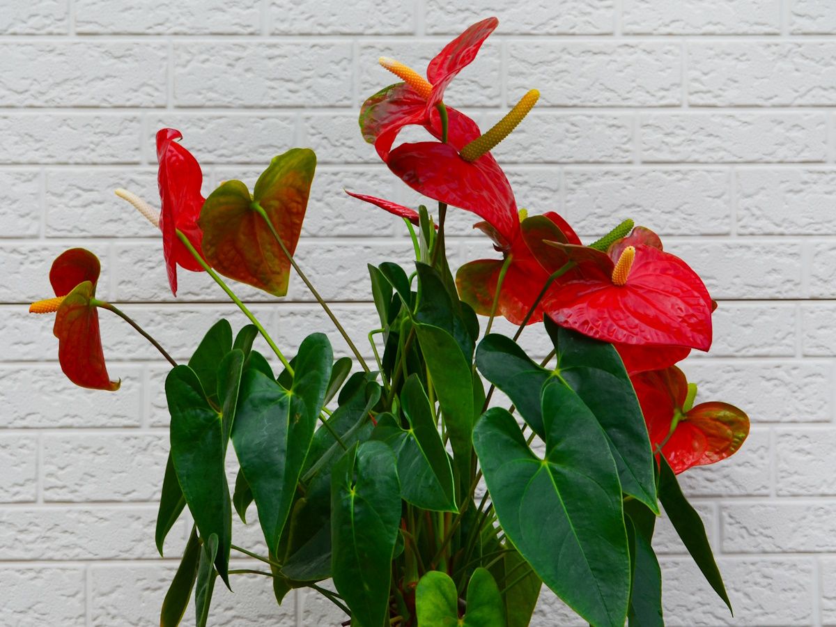 fertilizer for indoor palm plants Palm Tree Fertilizer
