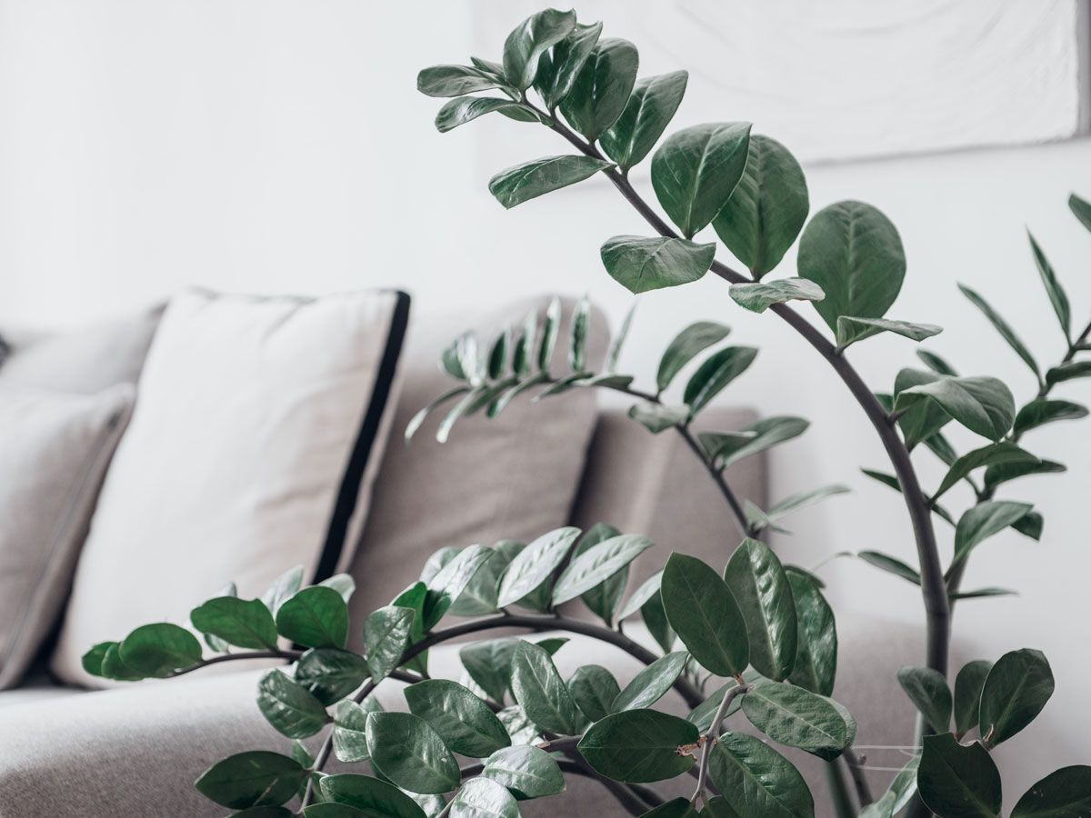 ZZ Plant Care: How to Grow This Popular Plant and Help It Thrive |  Gardening Know How