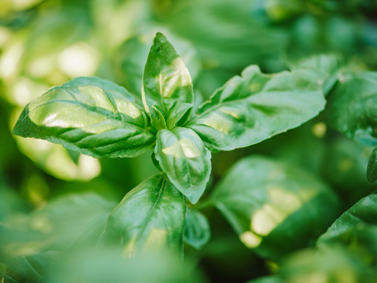 Caring For Basil In Winter  End Of Season Care Guide | Gardening Know How