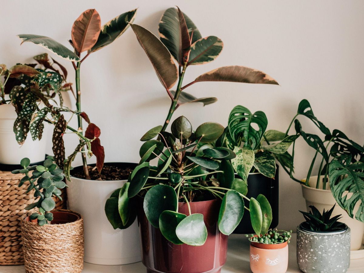 Best cold-tolerant houseplants: 6 plants for chilly spots | Homes and  Gardens
