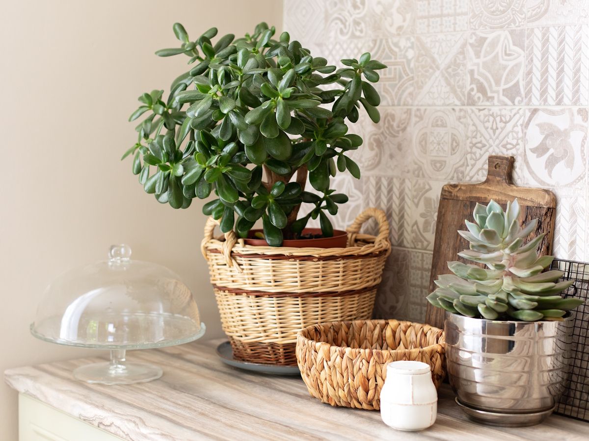 bamboo money plant Dracaena