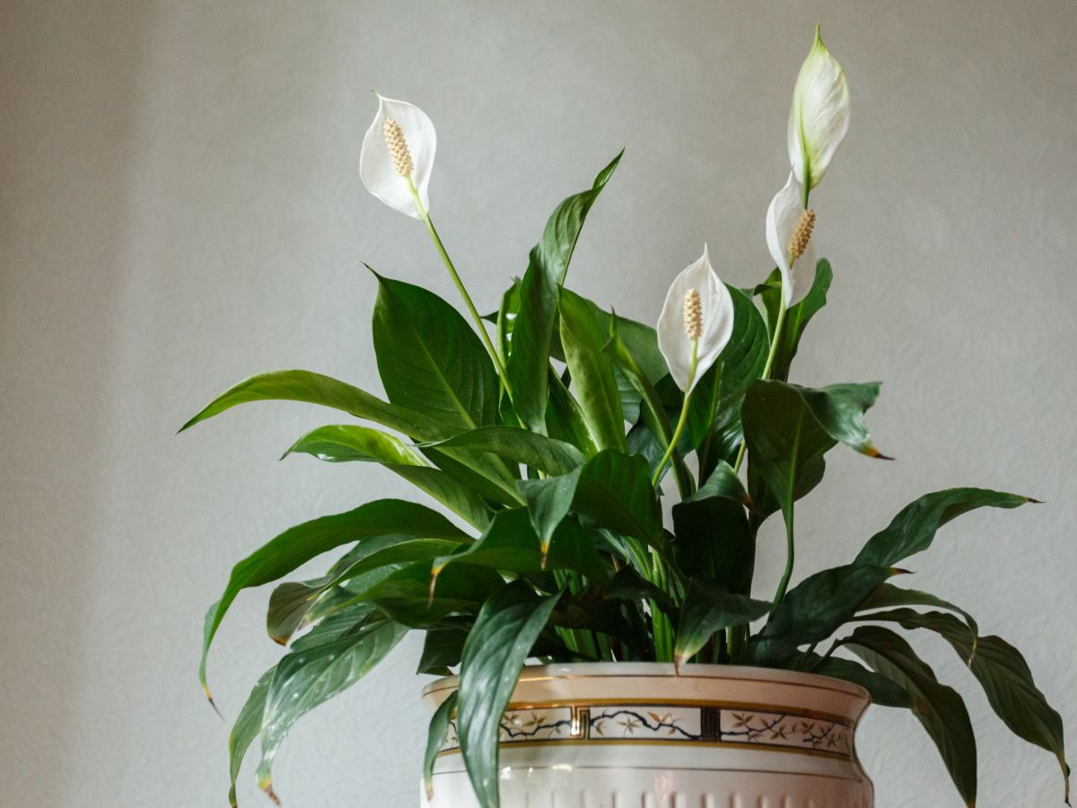 global green pothos care Pothos 'Global Green' | Easy-Care Air Purifying Foliage Plant