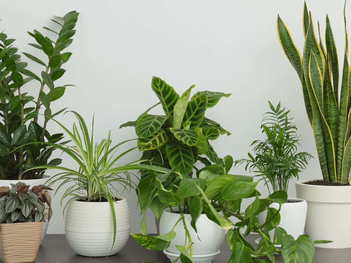 pothos plants hanging 20