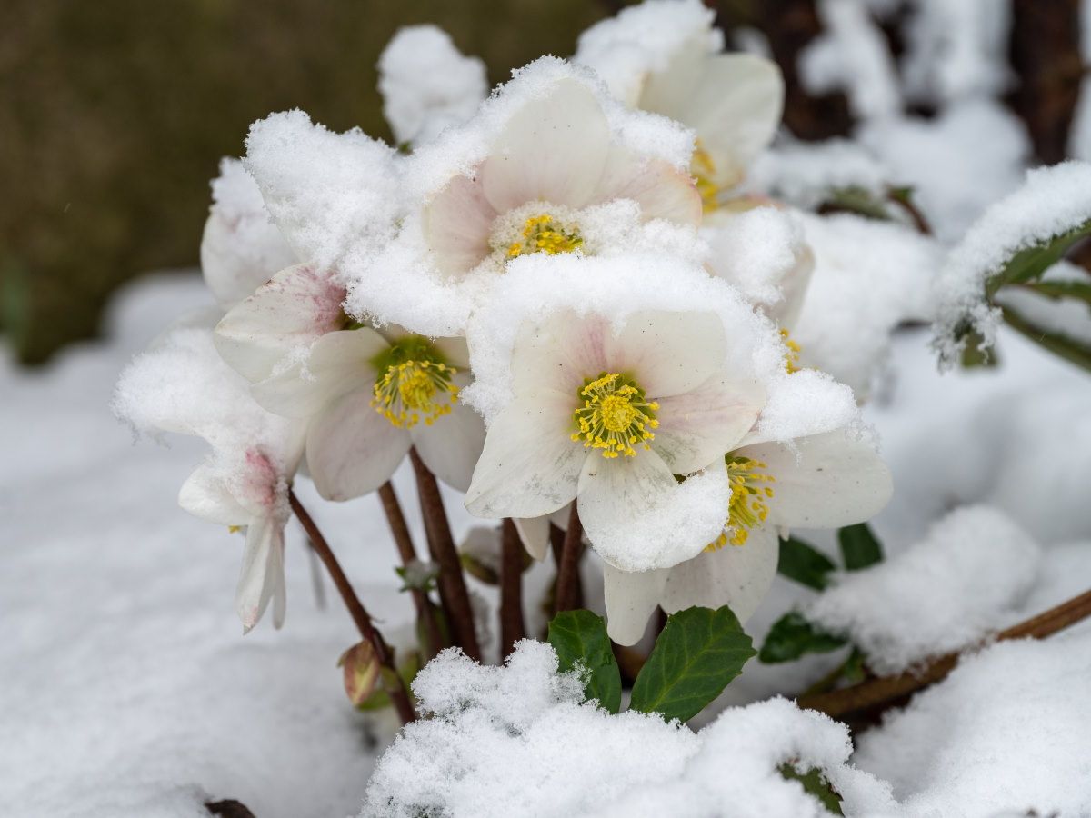 8 frost hardy perennials to thrive in colder climates | Homes and Gardens