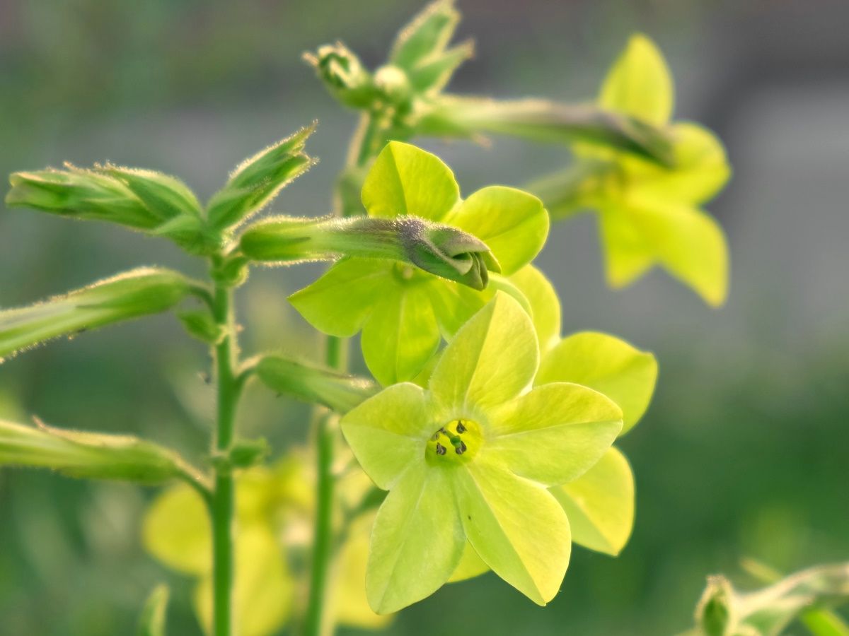 tobacco leaf tree Tobacco 'Langsdorff's Tobacco'