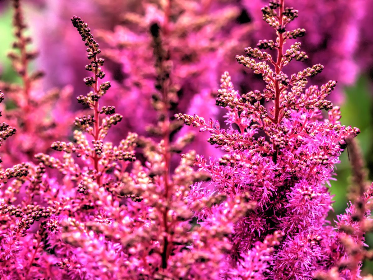 12 Best Perennial Flowers for Years of Beautiful Blooms | Gardening Know How